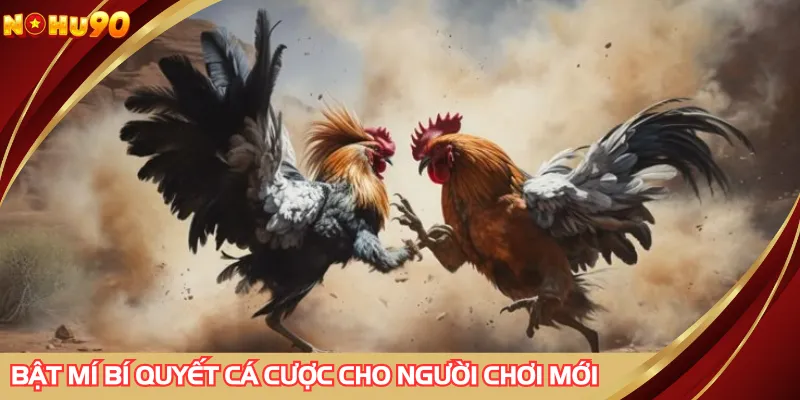 Bật mí bí quyết cá cược cho người chơi mới